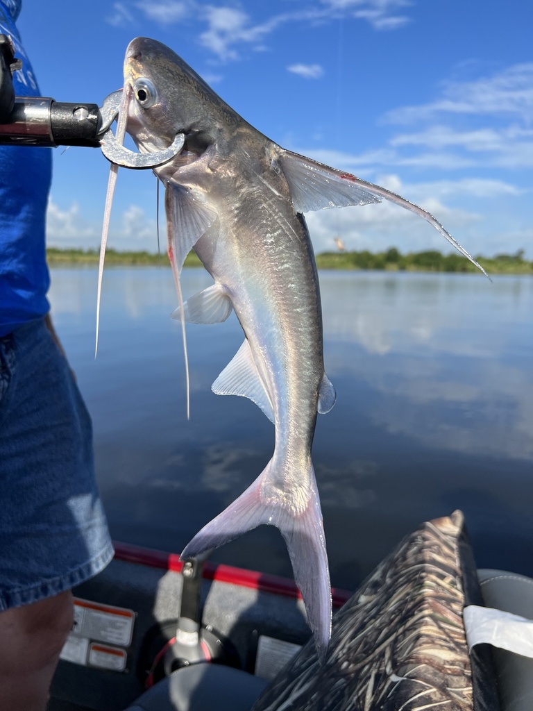 Gafftopsail Catfish from Neches River, Orange, TX, US on July 23, 2022 at 0908 AM by Jill