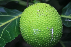 Image of Artocarpus communis