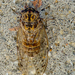 Cicada barbara lusitanica - Photo (c) Valter Jacinto, all rights reserved