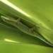 Zanzibar Day Gecko - Photo (c) james lewis, all rights reserved
