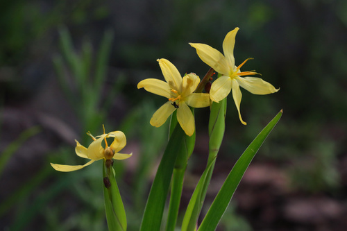 Arizona blue-eyed grass (Sisyrinchium arizonicum)