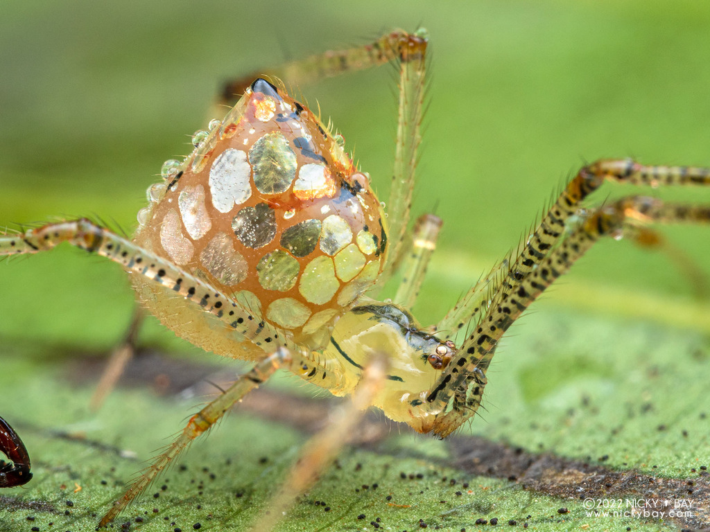 Cobweb spiders  Space for life