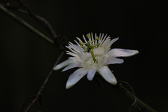 Passiflora capsularis image