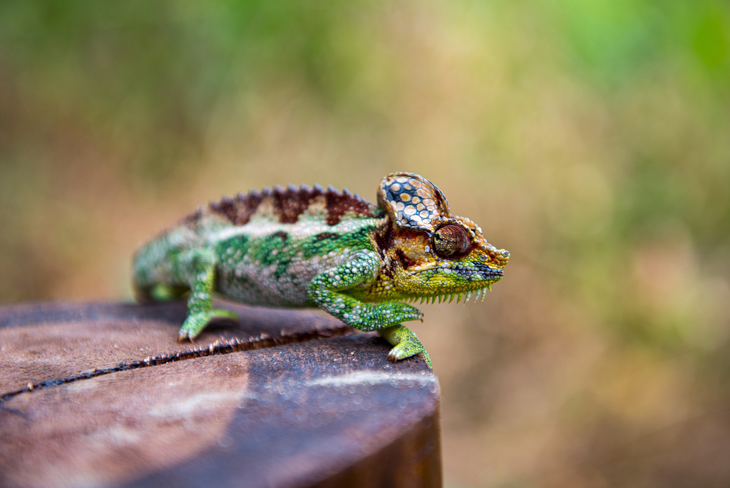 Helmeted Chameleon from Distrikt Kapchorwa, Uganda on March 12, 2014 at ...