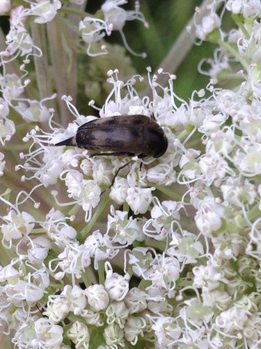 Paprastasis Dygliavabalis nuotrauka