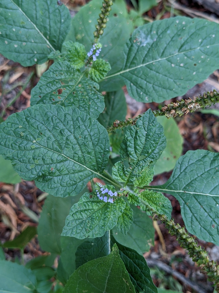 Indian Heliotrope from Dallas, TX 75241, USA on July 23, 2022 at 08:59 ...