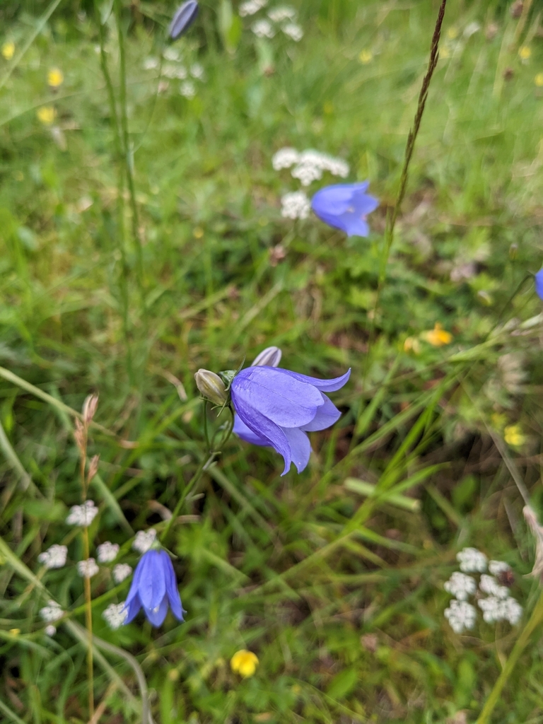 Common Harebell from Ballachulish PH49 4HY, UK on July 20, 2022 at 06: ...