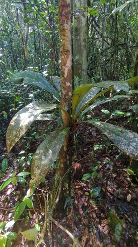 Mammea megaphylla