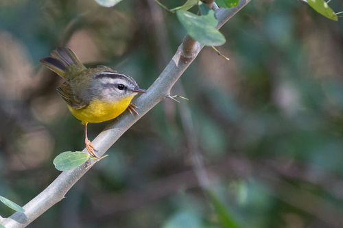 Golden-crowned Warbler