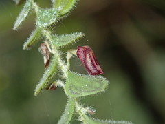 Lepanthes pilosella image