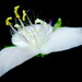 Tradescantieae - Photo (c) Rudy Gelis, all rights reserved, uploaded by Rudy Gelis