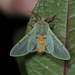 Chlorhoda tricolor - Photo (c) mokperu，保留所有權利