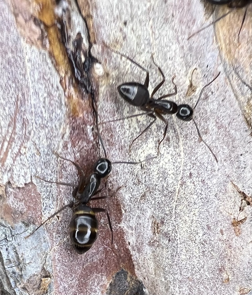 American Carpenter Ant from Red Oak Dr, Plover, WI, US on July 23, 2022 ...