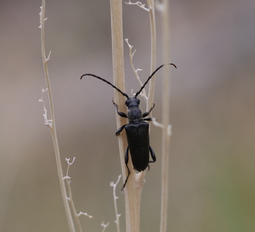 Xestoleptura cockerelli