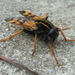 Pelecorhynchus - Photo (c) Argy Bee, kaikki oikeudet pidätetään, lähettänyt Argy Bee
