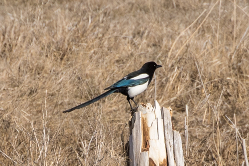 Black-billed Magpie