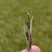 Carex salina - Photo 由 Marc-Aurèle Vallée 所上傳的 (c) Marc-Aurèle Vallée，保留所有權利