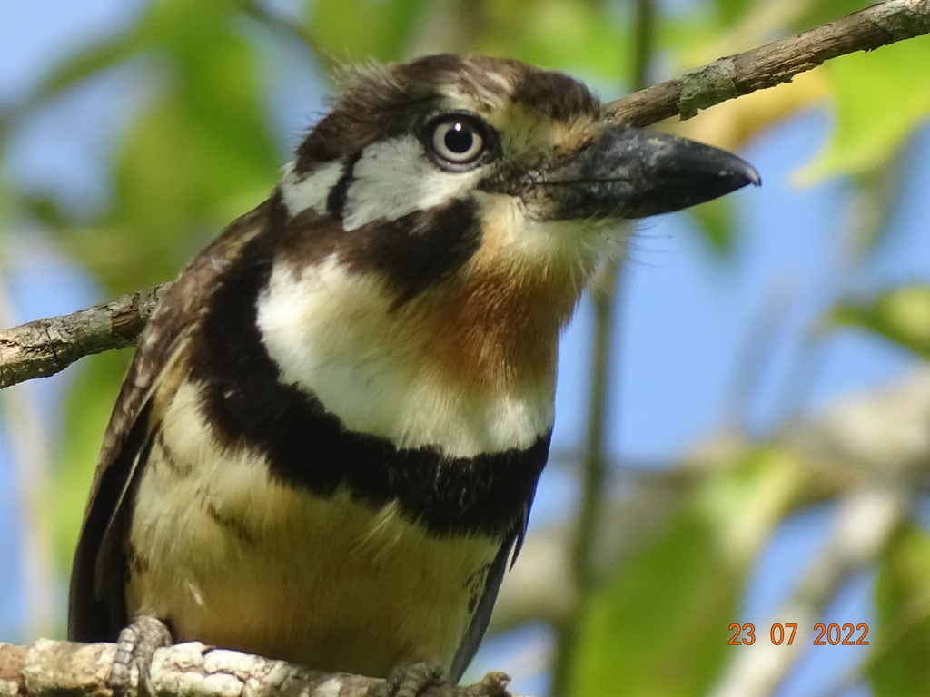 Russet-throated Puffbird photo