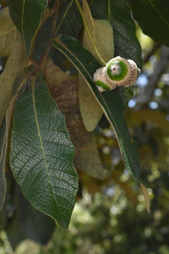 Quercus peduncularis