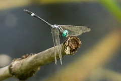 Micrathyria ocellata image