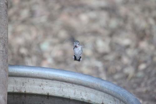 iNaturalist observation photo of Anna's Hummingbird
