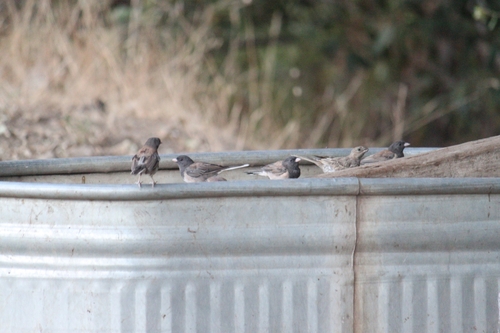 iNaturalist observation photo of Dark-eyed Junco