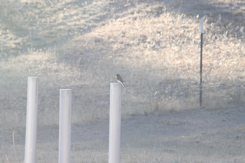 iNaturalist observation photo of Black Phoebe