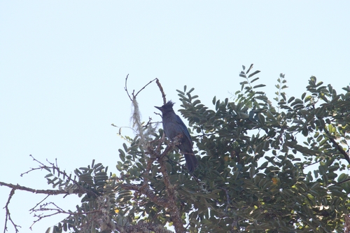 iNaturalist observation photo of Steller's Jay