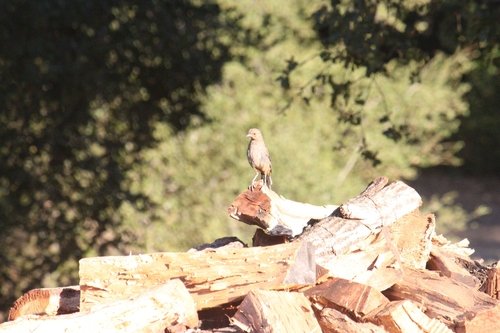 iNaturalist observation photo of California Towhee