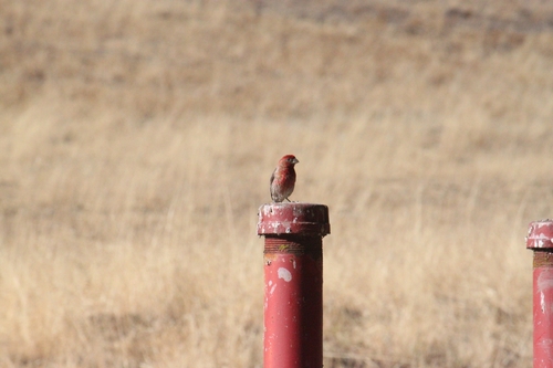 iNaturalist observation photo of House Finch