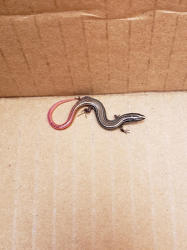 Vanzosaura multiscutata
