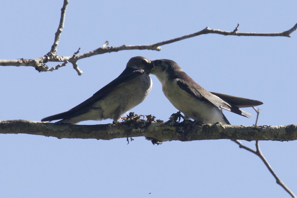 Violet-green Swallow from Powerline Beaver Ponds,Halfmoon Bay, BC ...