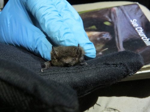 Forest Pipistrelle (Pipistrellus adamsi) — Least Concern Mammalia
