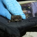 Forest Pipistrelle - Photo (c) mtopalian, all rights reserved, uploaded by mtopalian