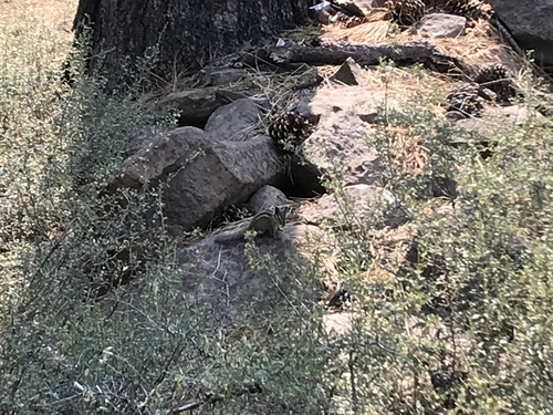 iNaturalist observation photo of Western Chipmunks
