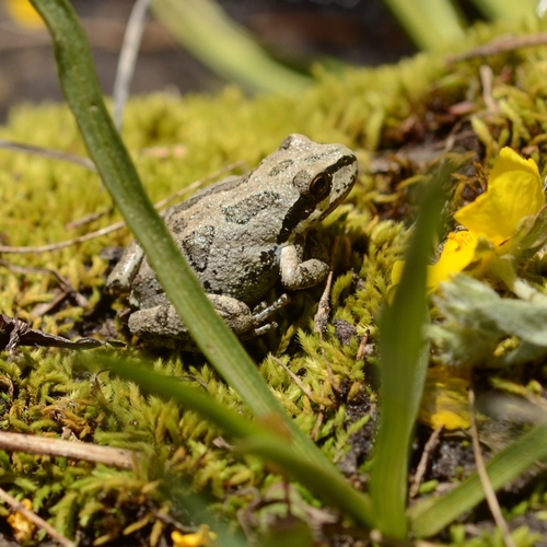 iNaturalist observation photo of Pacific chorus frog