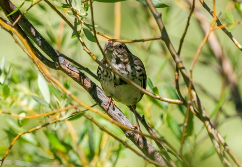 iNaturalist observation photo of Song Sparrow