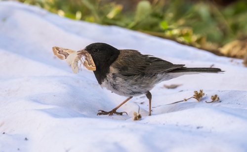 iNaturalist observation photo of Dark-eyed Junco