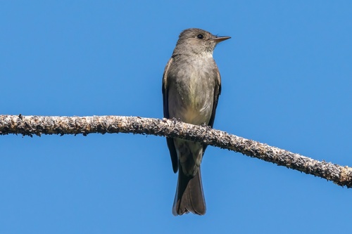iNaturalist observation photo of Western Wood-Pewee