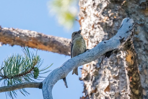 iNaturalist observation photo of Red Crossbill