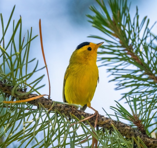 iNaturalist observation photo of Wilson's Warbler