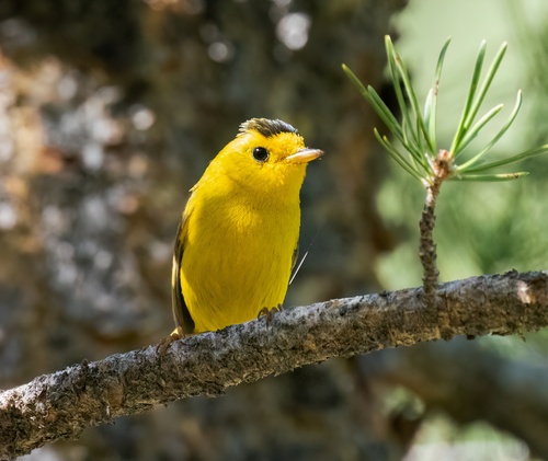 iNaturalist observation photo of Wilson's Warbler