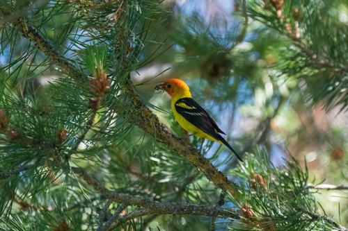 iNaturalist observation photo of Western Tanager