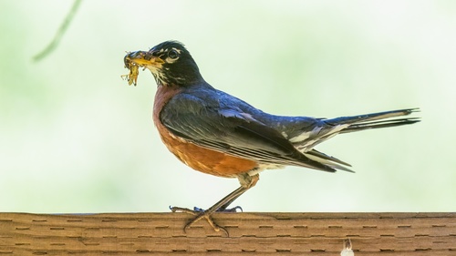 iNaturalist observation photo of American Robin