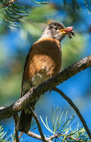 iNaturalist observation photo of American Robin