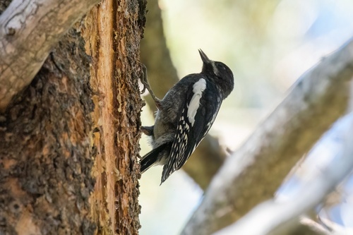 iNaturalist observation photo of Williamson's Sapsucker