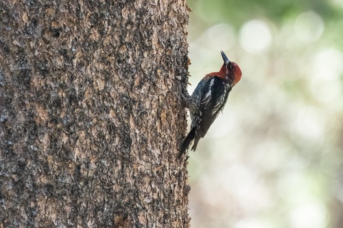iNaturalist observation photo of Red-breasted Sapsucker