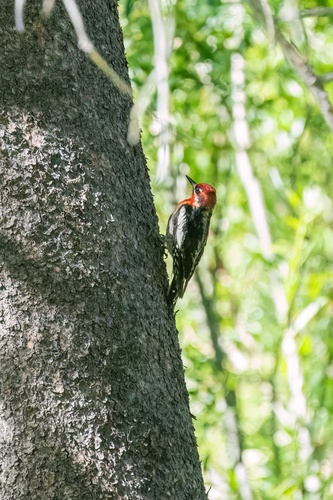 iNaturalist observation photo of Red-breasted Sapsucker