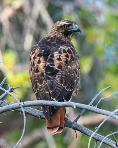 iNaturalist observation photo of Red-tailed Hawk