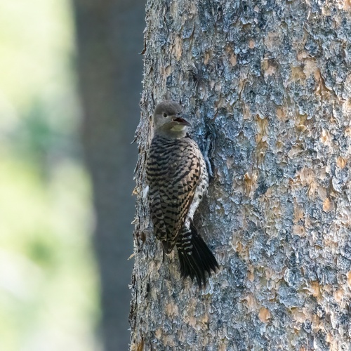 iNaturalist observation photo of Northern Flicker